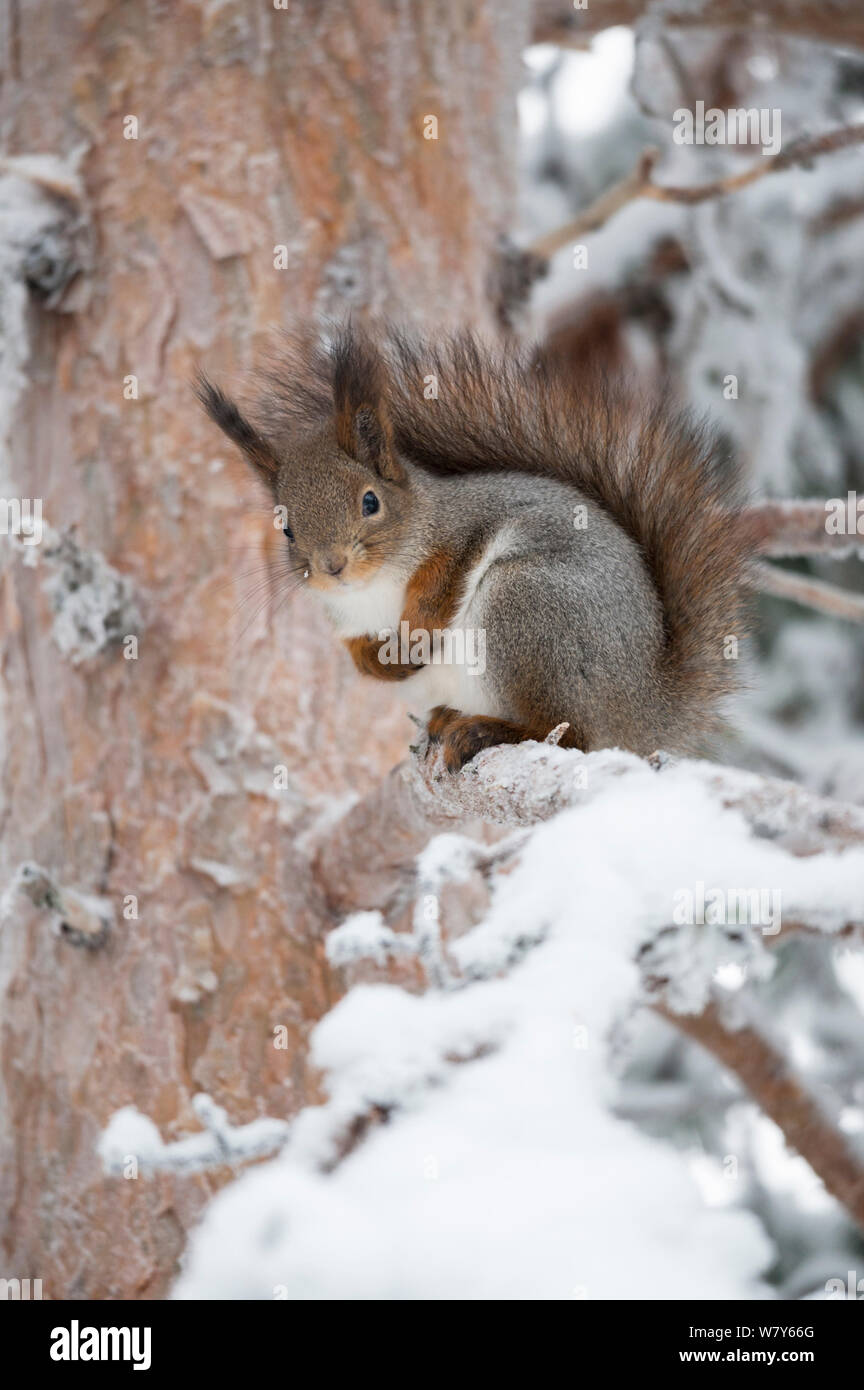 Eichhörnchen (Sciurus vulgaris) im Winter Fell auf verschneiten Zweig, Ounasvaara, Rovaniemi, Lappi/Lappland, Finnland. Januar Stockfoto