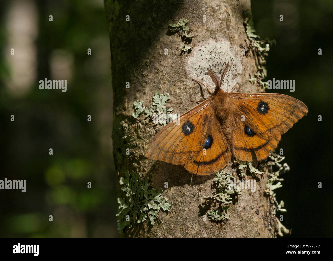 Tau Emperor (aglia Tau) ruht auf Zweig, Korpilahti, Jyvaskya, Niedrelande, Lansi-ja Sisa-Suomi/Central und Western Finland, Finnland. Juni Stockfoto