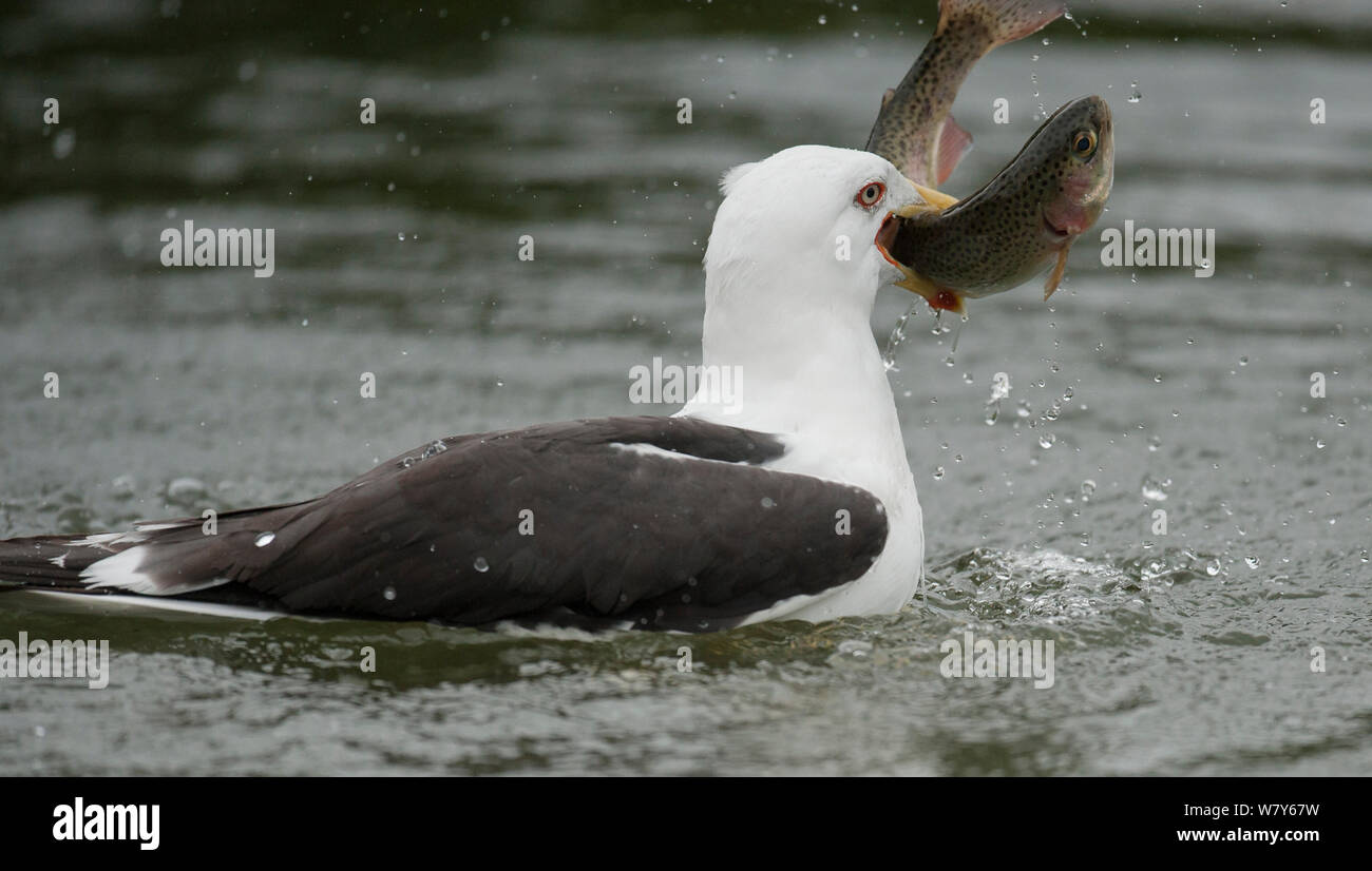 Heringsmöwe (Larus fuscus) mit Fisch Beute, Kangasala, Pirkanmaa, Lansi-ja Sisa-Suomi/Central und Western Finland, Finnland. August Stockfoto