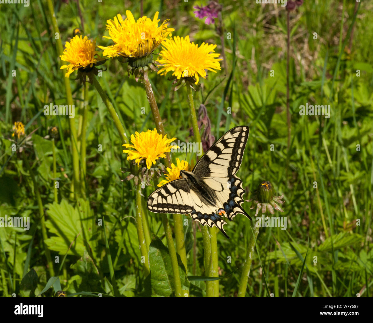 Schwalbenschwanz Schmetterling (Pieris rapae) auf Löwenzahn, Korpilahti, Jyvaskya, Niedrelande, Lansi-ja Sisa-Suomi/Central und Western Finland, Finnland. Juni Stockfoto