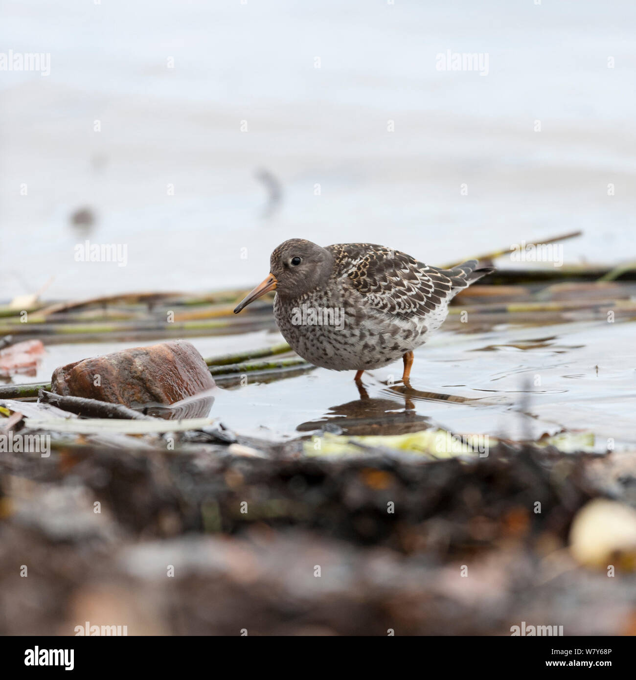 Meerstrandläufer (Calidris maritima) at Waters Edge, Niedrelande, Lansi-ja Sisa-Suomi/Central und Western Finland, Finnland. Februar Stockfoto