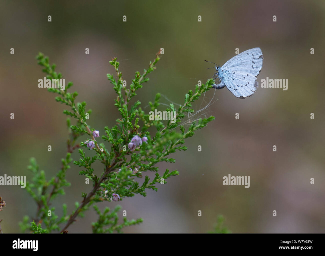 Holly blue butterfly (Celastrina Argiolus) Weiblich (der zweiten Generation) Eier auf Heidekraut, Leivonmaki Nationalpark, Leivonmaki, Kittilä, Niedrelande, Lansi-ja Sisa-Suomi/Central und Western Finland, Finnland. Juli Stockfoto