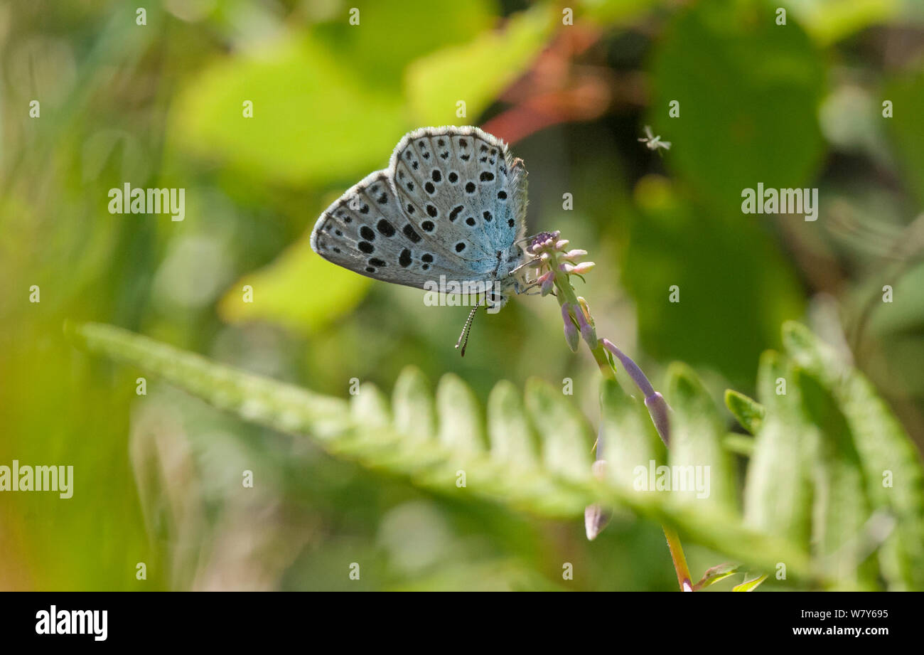 Die großen blauen Schmetterling (Maculinea arion) Liperi, Pohjois-Karjala/Nordkarelien, Ita-Suomi/Ostfinnland, Finnland. Juni Stockfoto