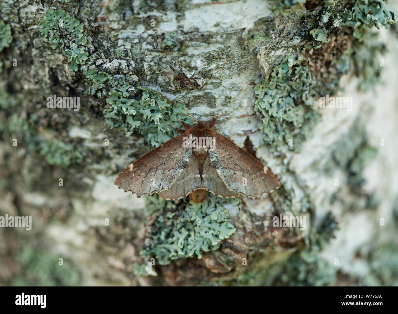 Knappe prominente Motte (Odontosia carmelita) Lemland, Ahvenanmaa / Åland-Inseln, Finnland. Juni Stockfoto
