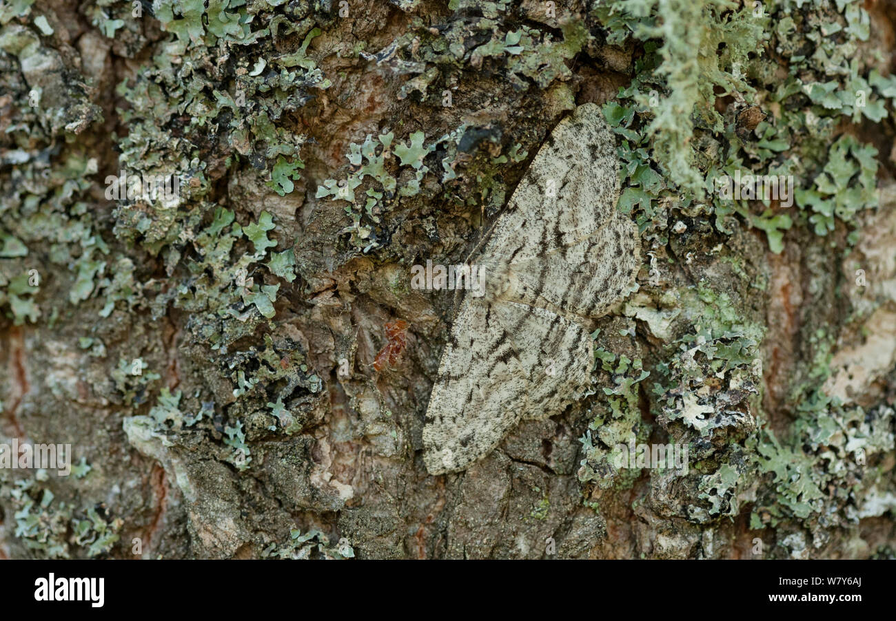 Große Eiche beauty Motte (Hypomecis roboraria) Lemland, Ahvenanmaa / Åland-Inseln, Finnland. Juli Stockfoto