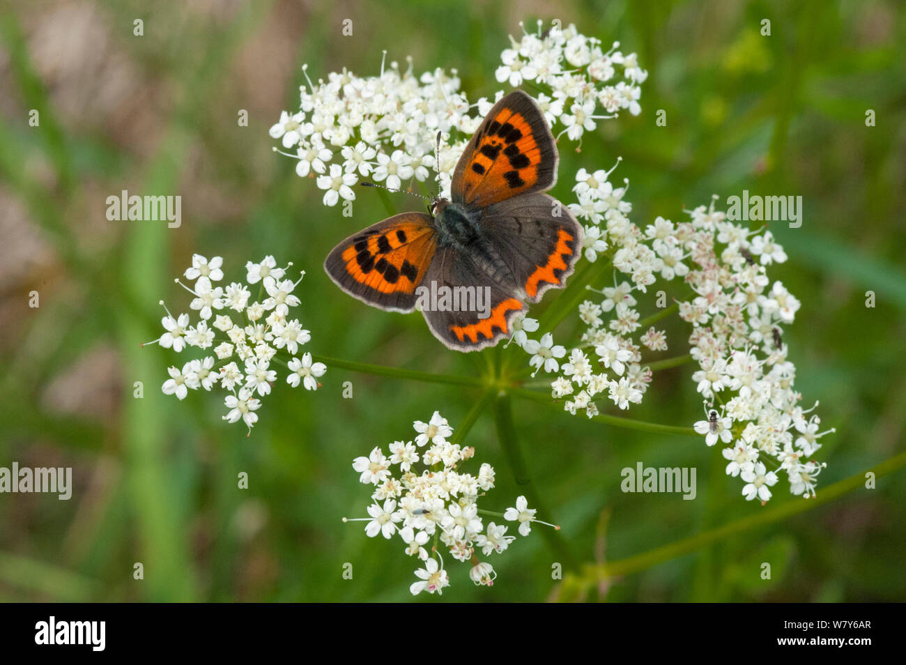 Kleine Kupfer Schmetterling (Lycaena phlaeas) Parikkala, Etela-Karjala/Südkarelien, Etela-Suomi/Südfinnland, Finnland. Juni Stockfoto