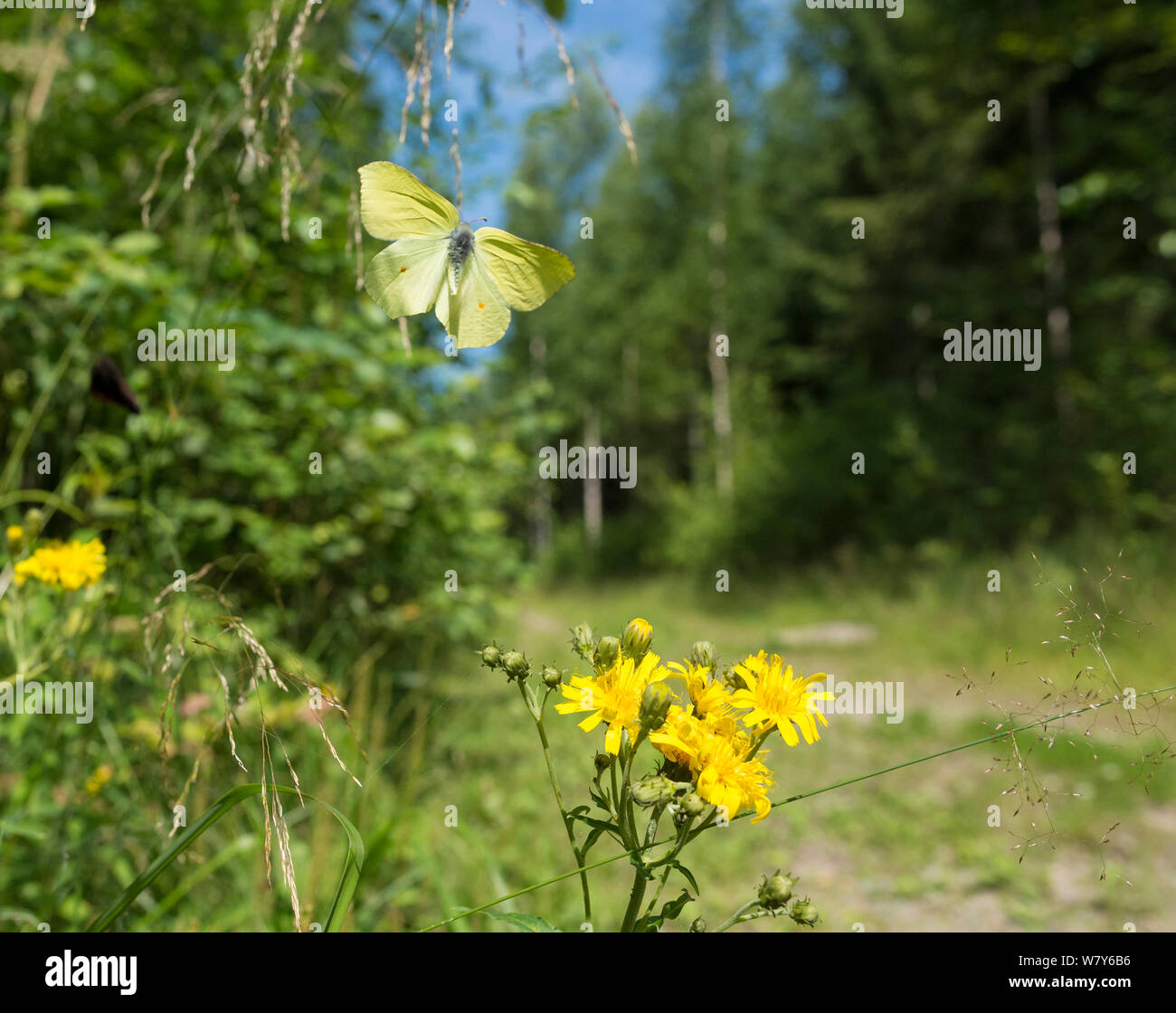 Gemeinsame Zitronenfalter (Gonepteryx rhamni) männlich im Flug, Korpilahti, Jyvaskya, Niedrelande, Lansi-ja Sisa-Suomi/Central und Western Finland, Finnland. Juli Stockfoto