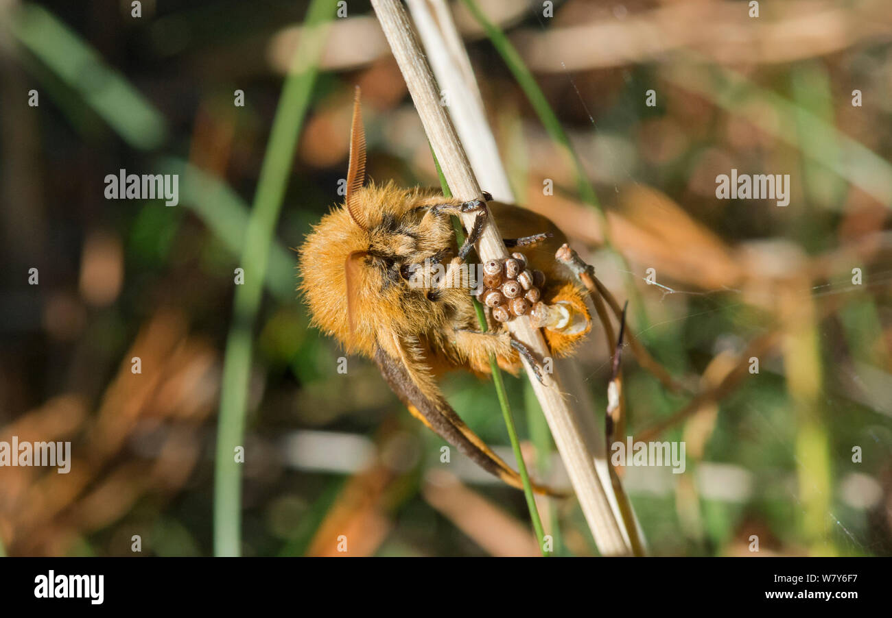 Motten (Lemonia dumi) Weibchen Eier, Hanko, Uusimaa, Etela-Suomi/Südfinnland, Finnland. Oktober Stockfoto