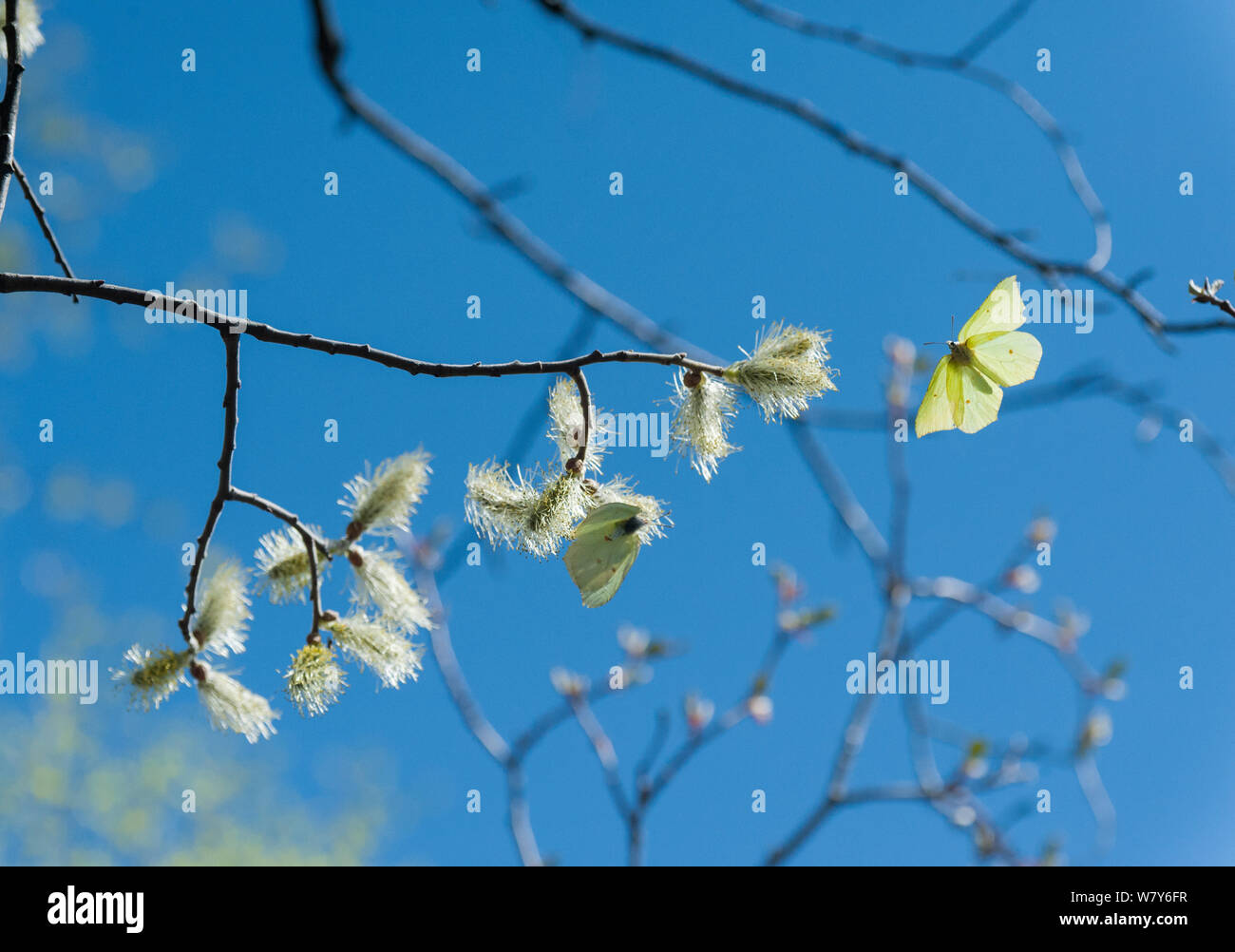 Schwefel (Gonepteryx rhamni) männlich im Flug in Richtung Zweig mit weiblichen, Korpilahti, Jyvaskya, Niedrelande, Lansi-ja Sisa-Suomi/Central und Western Finland, Finnland. Mai Stockfoto