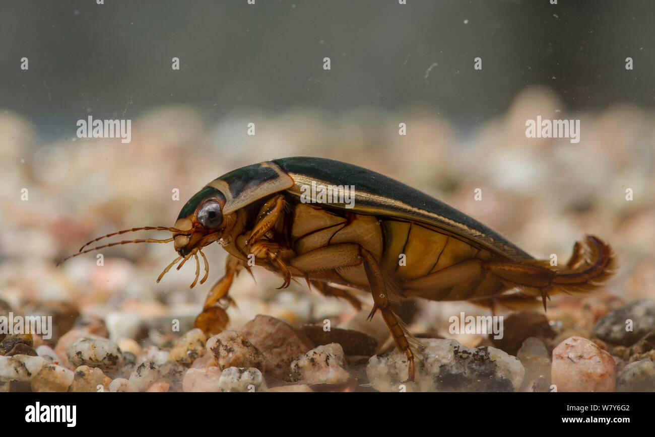 Tolles Tauchen Käfer (Dytiscus Marginalis) im Aquarium, kumlinge fotografiert, Ahvenanmaa / Åland-Inseln, Finnland. November Stockfoto