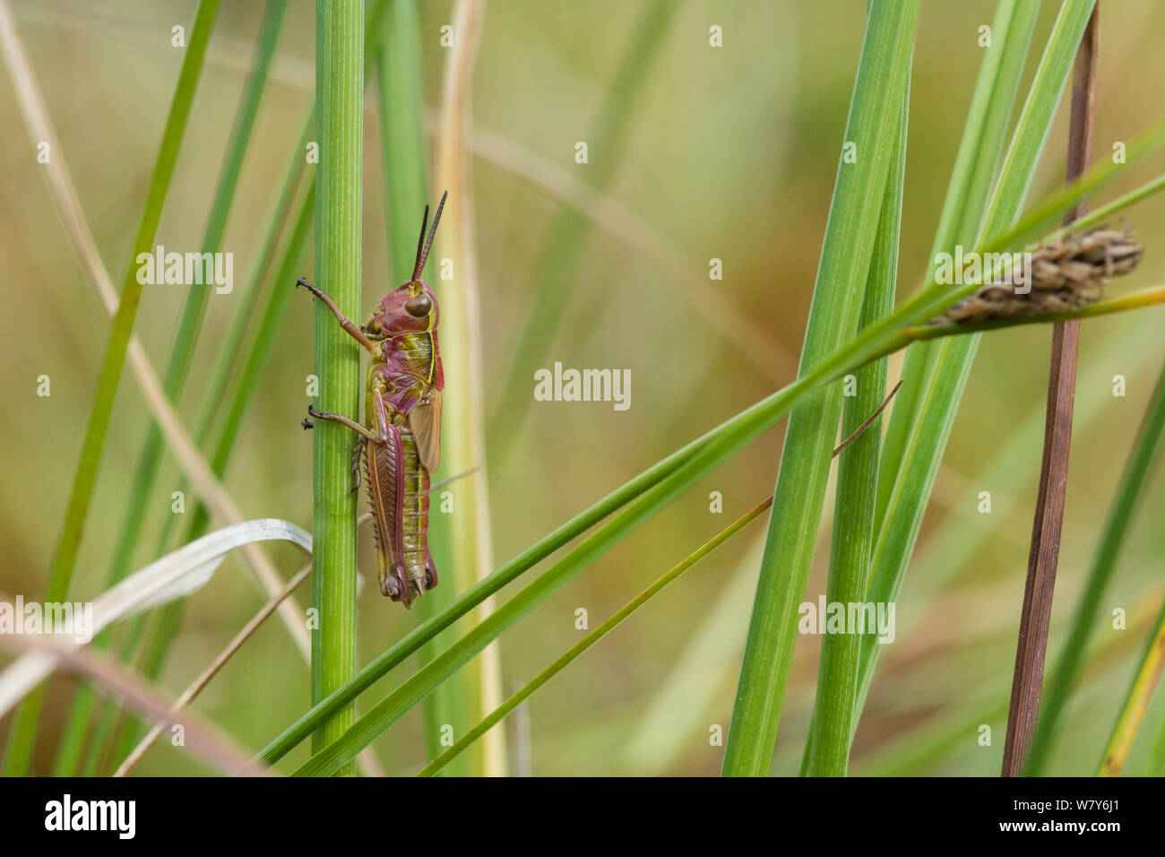 Große marsh Grasshopper (Stethophyma grossum) Nymphe, Hankasuo, Uurainen, Niedrelande, Lansi-ja Sisa-Suomi/Central und Western Finland, Finnland. Juli Stockfoto