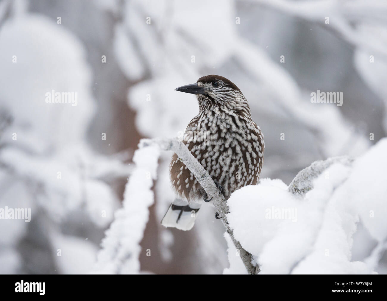 Nussknacker (Nucifraga caryocatactes) auf verschneiten Zweig, Ounasvaara, Rovaniemi, Lappi/Lappland, Finnland. Januar Stockfoto