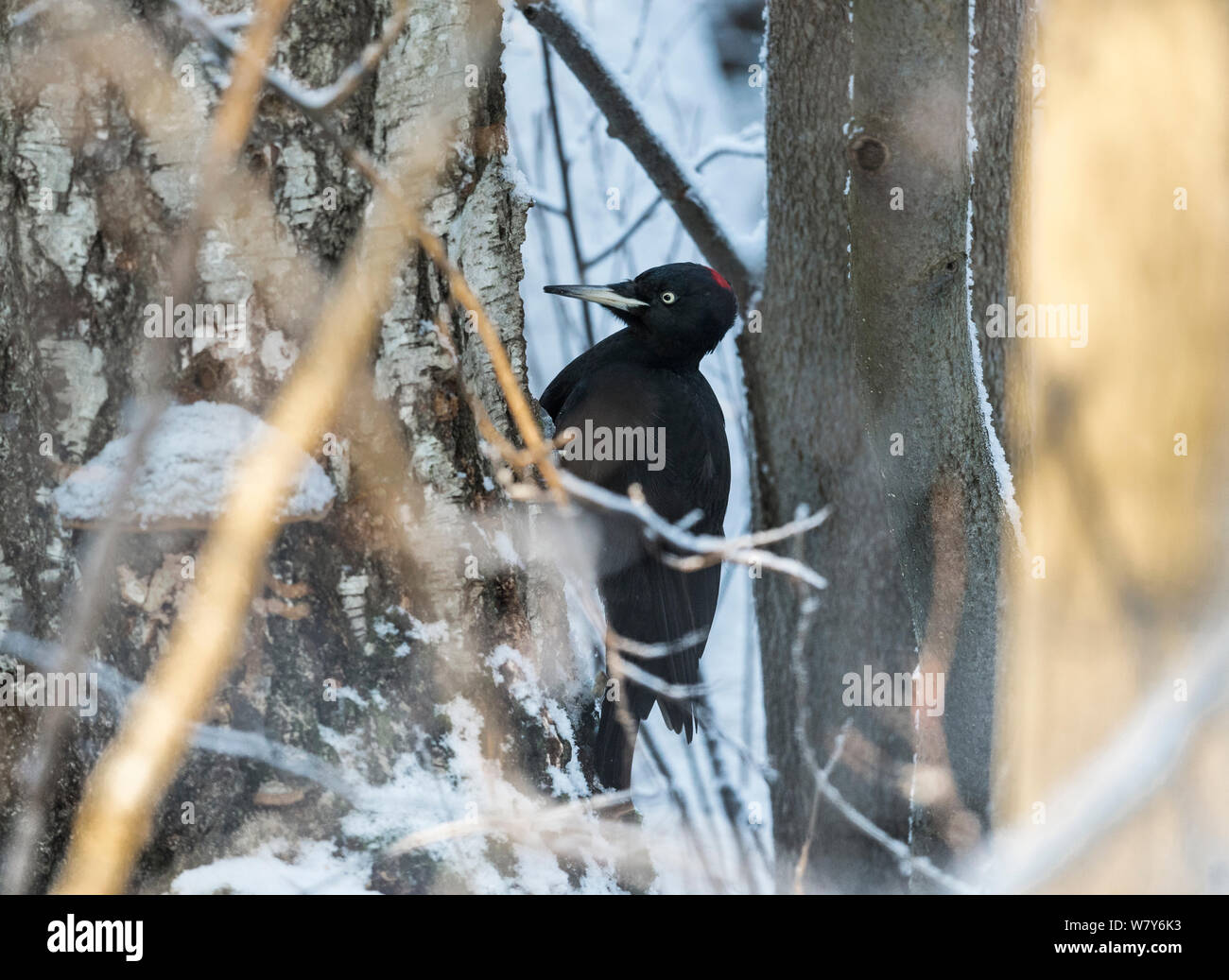Schwarzspecht (Dryocopus martius) Weiblich, Muurame, Niedrelande, Lansi-ja Sisa-Suomi/Central und Western Finland, Finnland. Januar Stockfoto