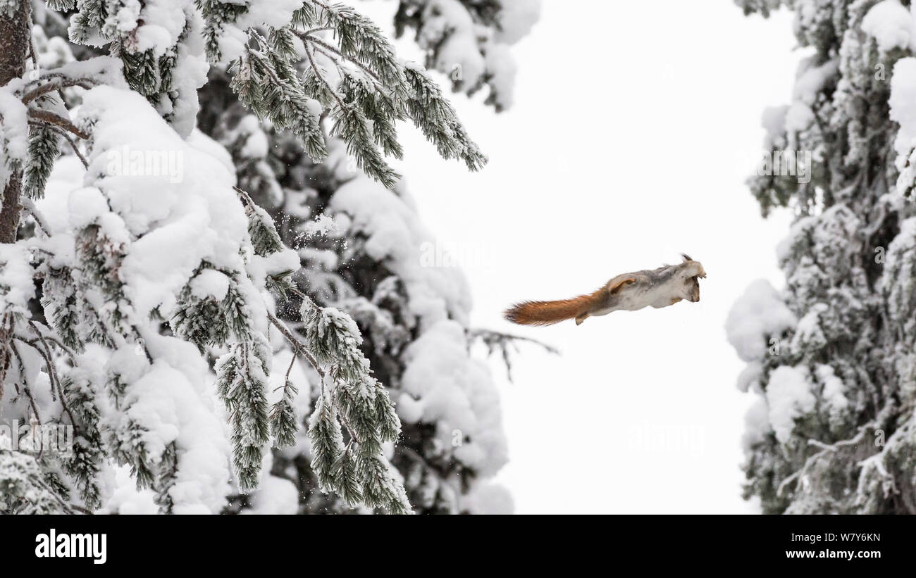Eichhörnchen (Sciurus vulgaris) Springen von Baum zu Baum, Ounasvaara, Rovaniemi, Lappi/Lappland, Finnland. Januar Stockfoto