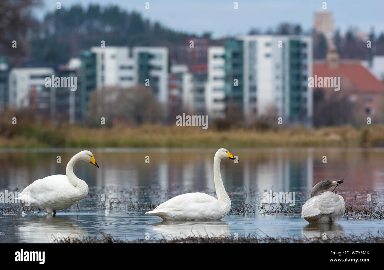 Singschwan (Cygnus Cygnus) in Wasser am Rande der Stadt, Jyvaskya Niedrelande, Lansi-ja Sisa-Suomi/Central und Western Finland, Finnland. November Stockfoto