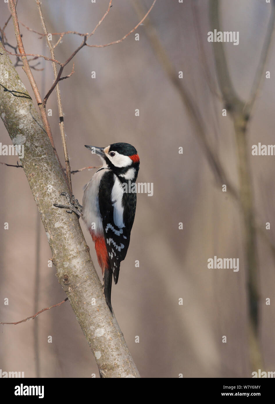 Buntspecht (Dendrocopos major) männlich, Jyvaskya, Niedrelande, Lansi-ja Sisa-Suomi/Central und Western Finland, Finnland. März Stockfoto