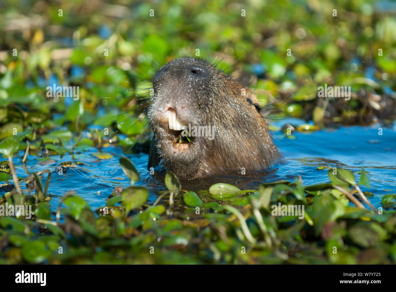 Capybara (Hydrochoerus hydrochaeris) Ernährung in Wasser, Ibera Sümpfe, Provinz Corrientes, Argentinien Stockfoto