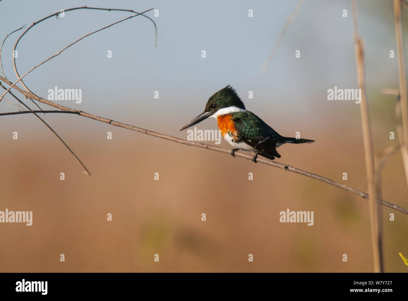 Green Kingfisher (Chloroceryle americana) männlich, Ibera Sümpfe, Provinz Corrientes, Argentinien Stockfoto