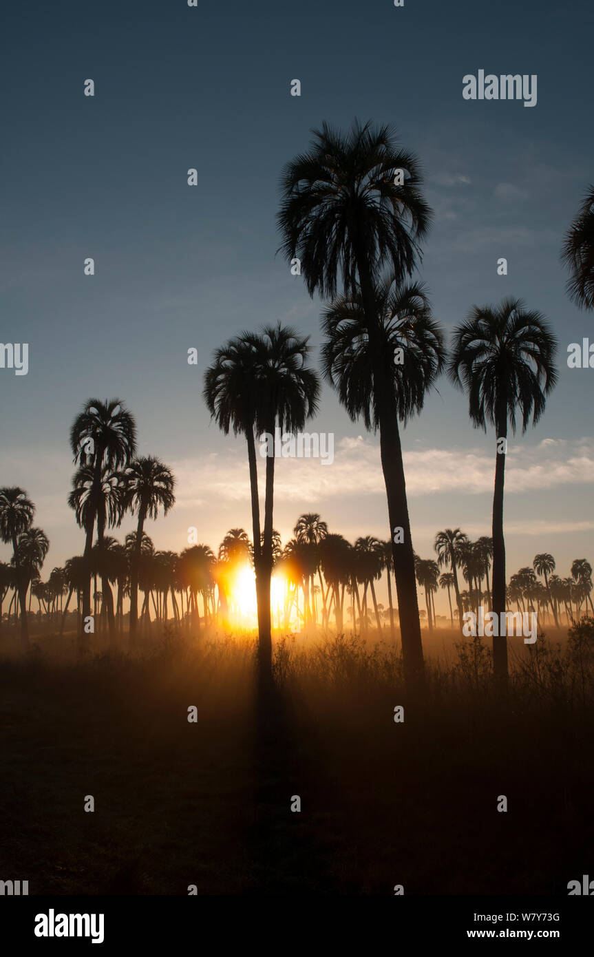 Yatay Palm/jelly Palm (Batia yatay) bei Sonnenuntergang Silhouette, El Palmar Nationalpark, Provinz Entre Rios, Argentinien Stockfoto