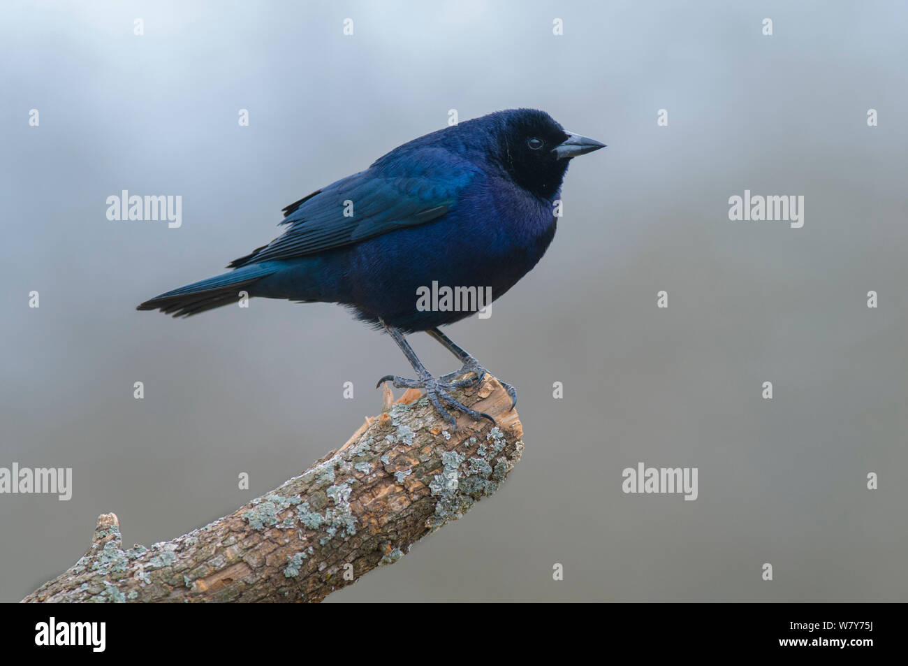 Seidenkuhstärling (Molothrus Bonariensis) Calden Wald, La Pampa, Argentinien Stockfoto