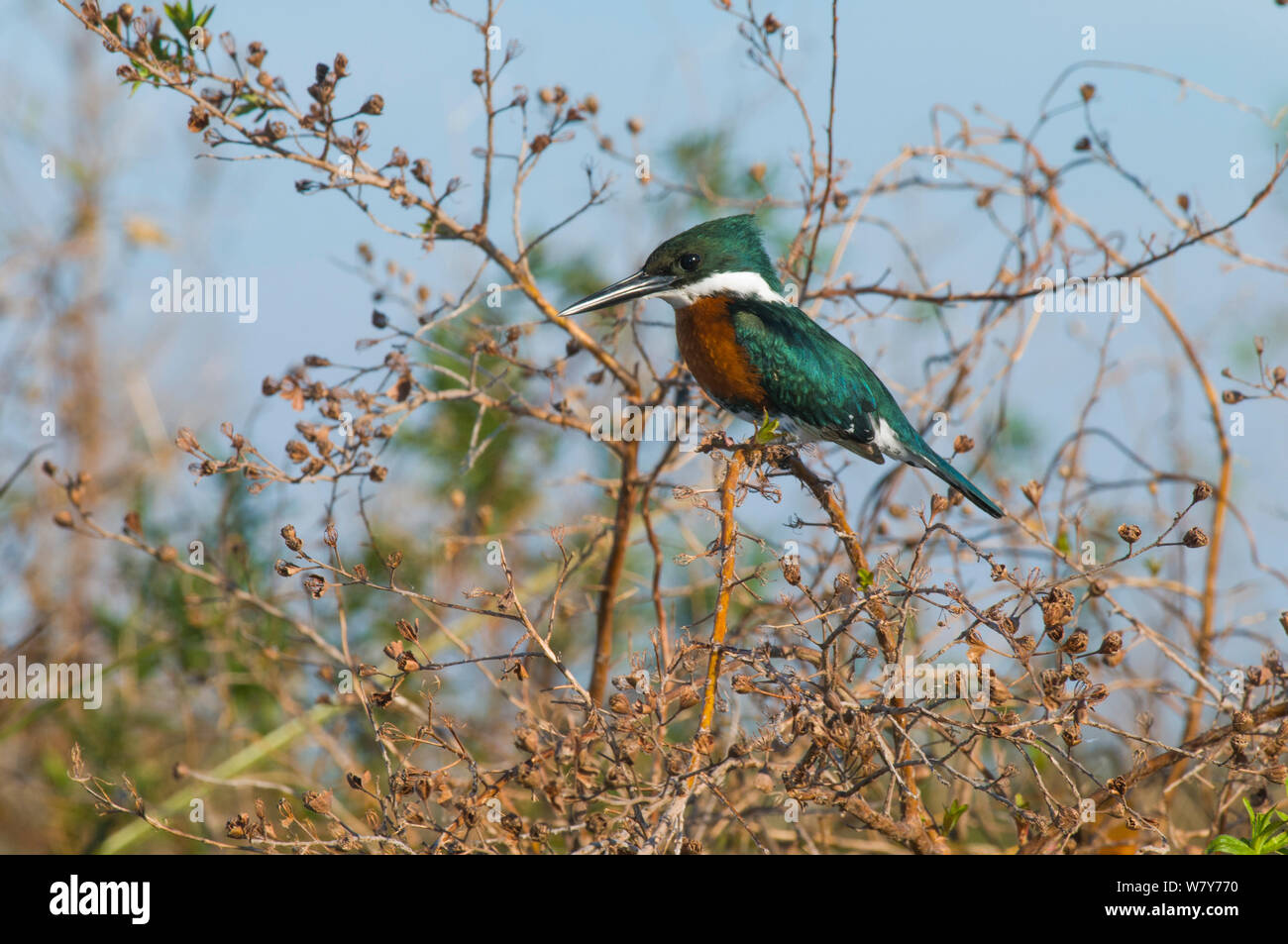 Green Kingfisher (Chloroceryle americana) männlich, Ibera Sümpfe, Provinz Corrientes, Argentinien Stockfoto