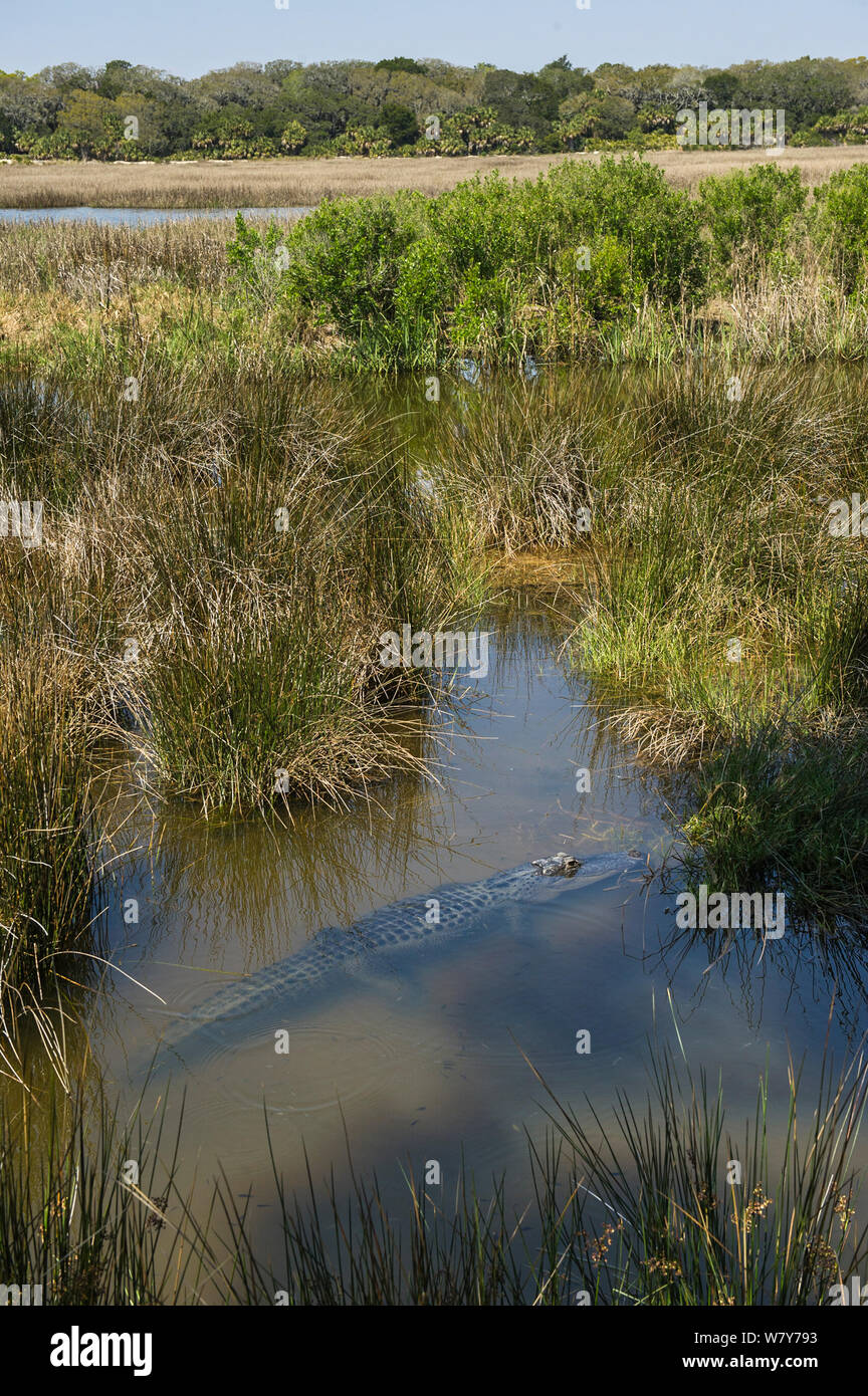 American alligator (Alligator mississippiensis) in Feuchtgebieten Lebensraum. St. Simon's, Insel, Inseln, Georgia, USA, März. Stockfoto