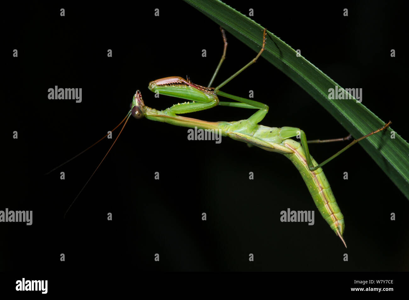 Gottesanbeterin (Mantidae) auf Blatt. Odzala-Kokoua Nationalpark, Republik Kongo (Brazzaville), Afrika. Stockfoto