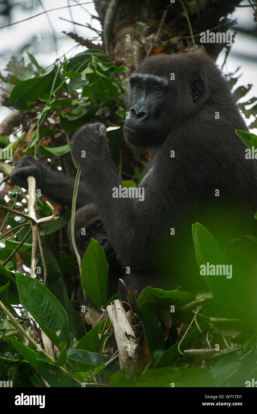 Westlicher Flachlandgorilla (Gorilla gorilla Gorilla) weibliche Fütterung im Baum mit Kleinkind. Odzala-Kokoua Ngaga, Nationalpark, Republik Kongo (Brazzaville), Afrika. Kritisch gefährdeten Arten. Stockfoto