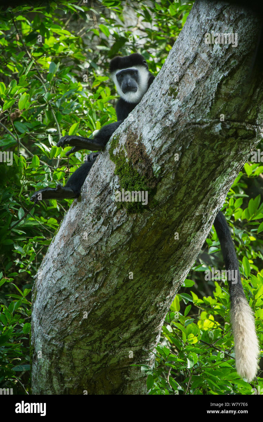 Guereza Colobus Affen (Colobus guereza) im Baum. Lango Bai, Republik Kongo (Brazzaville), Afrika. Stockfoto