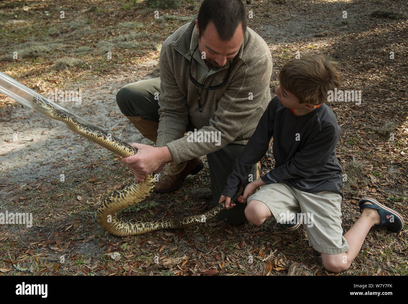 Jungen auf der Suche an der Östlichen diamondback Klapperschlange (Crotalus adamanteus) von Chris Jenkins in Schlange einstweilige Rohr gehalten, ein wenig St Simon&#39;s, Insel, Inseln, Georgia, USA, März 2014. Stockfoto