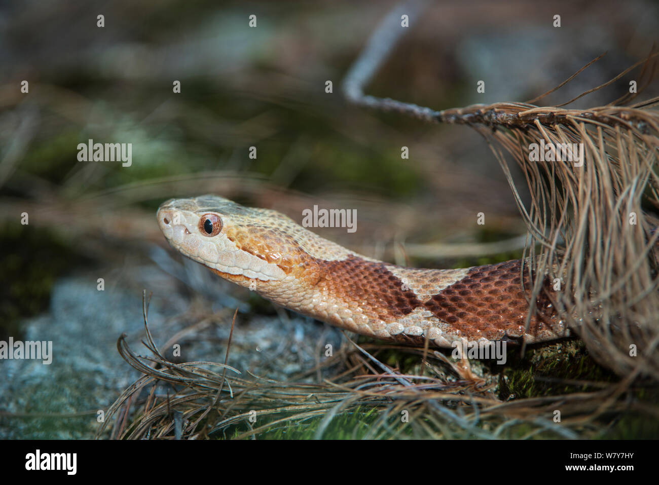 Copperhead (Agkistrodon contortrix) Norden von Georgia, USA, Juli. Captive, tritt in Nordamerika. Stockfoto