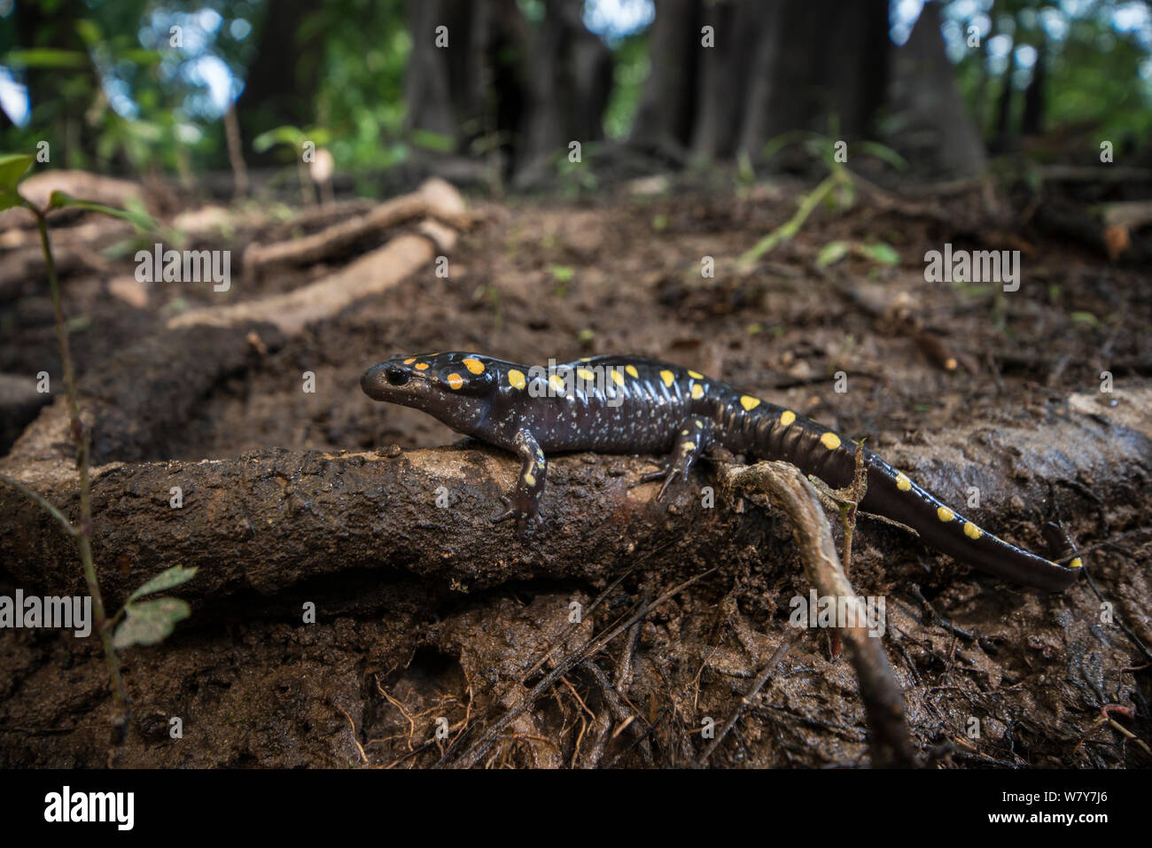 Gefleckte salamander (Ambystoma maculatum) Orianne Indigo Snake bewahren, Telfair County, Georgia, USA, Juli. Captive, tritt in Nordamerika. Stockfoto