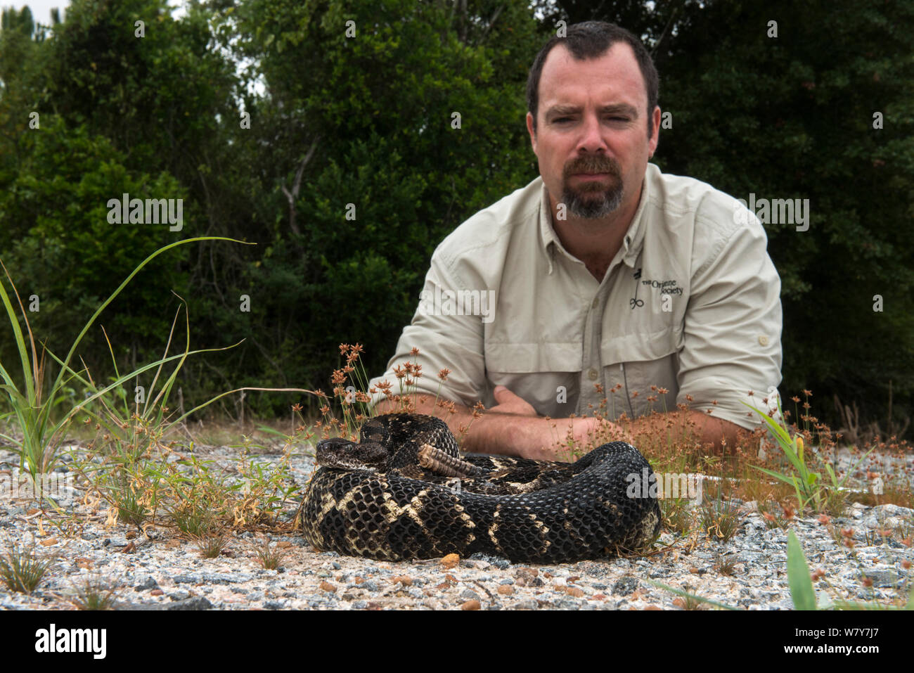 Chris Jenkins von der Orianne Gesellschaft mit Holz Klapperschlange (Crotalus horridus) schwarz Morph, Norden von Georgia, USA, August. Captive, tritt in den USA. Stockfoto