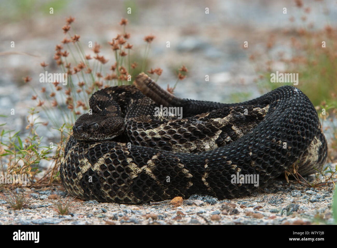 Holz Klapperschlange (Crotalus horridus) schwarz Morph, Norden von Georgia, USA, August. Captive, tritt in den USA. Stockfoto