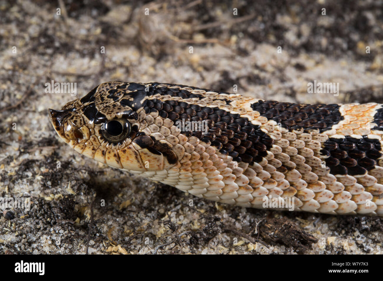 Südliche hognose snake (Heterodon Simus) unverlierbaren, endemisch im Südosten der Vereinigten Staaten. Gefährdete Arten. Stockfoto