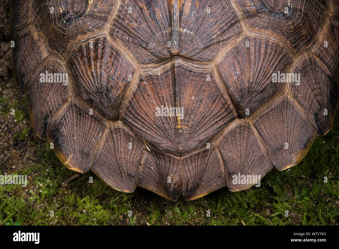 Holz Schildkröte (Glyptemys insculpta) Panzers detail. Captive, tritt in Nordamerika, gefährdete Arten. Stockfoto