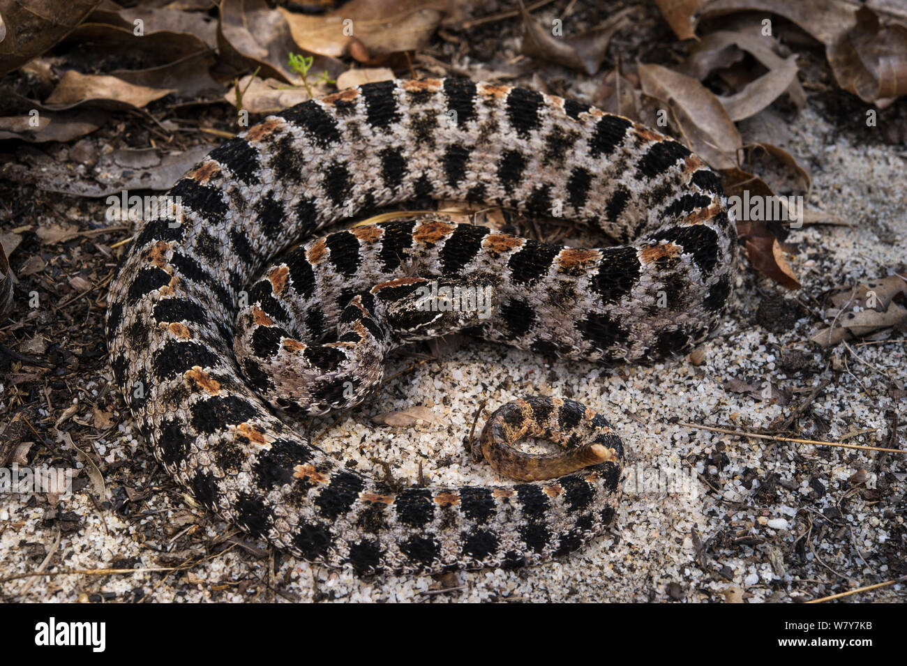 Pygmy Klapperschlange (Sistrurus miliarius) Norden von Georgia, USA, Juli. Captive, endemisch in den USA. Stockfoto