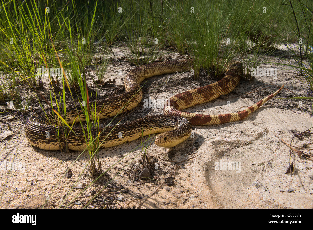 Florida pine snake (Pituophis melanouecus mugitus) Orianne Indigo Snake bewahren, Telfair County, Georgia, USA, Juli. Captive, tritt in Florida, Alabama, Georgia und South Carolina. Stockfoto