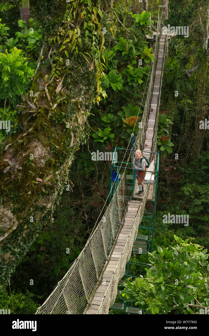 Wissenschaftler Renee Bish gehen auf Gehweg hoch in den Baumkronen. Tiputini Biodiversity Station, Amazonas Regenwald, Ecuador. Südamerika. Stockfoto Wissenschaftler Renee Bish gehen auf Gehweg hoch in den Baumkronen. Tiputini Biodiversity Station, Amazonas Regenwald, Ecuador. Südamerika. Stockfoto
