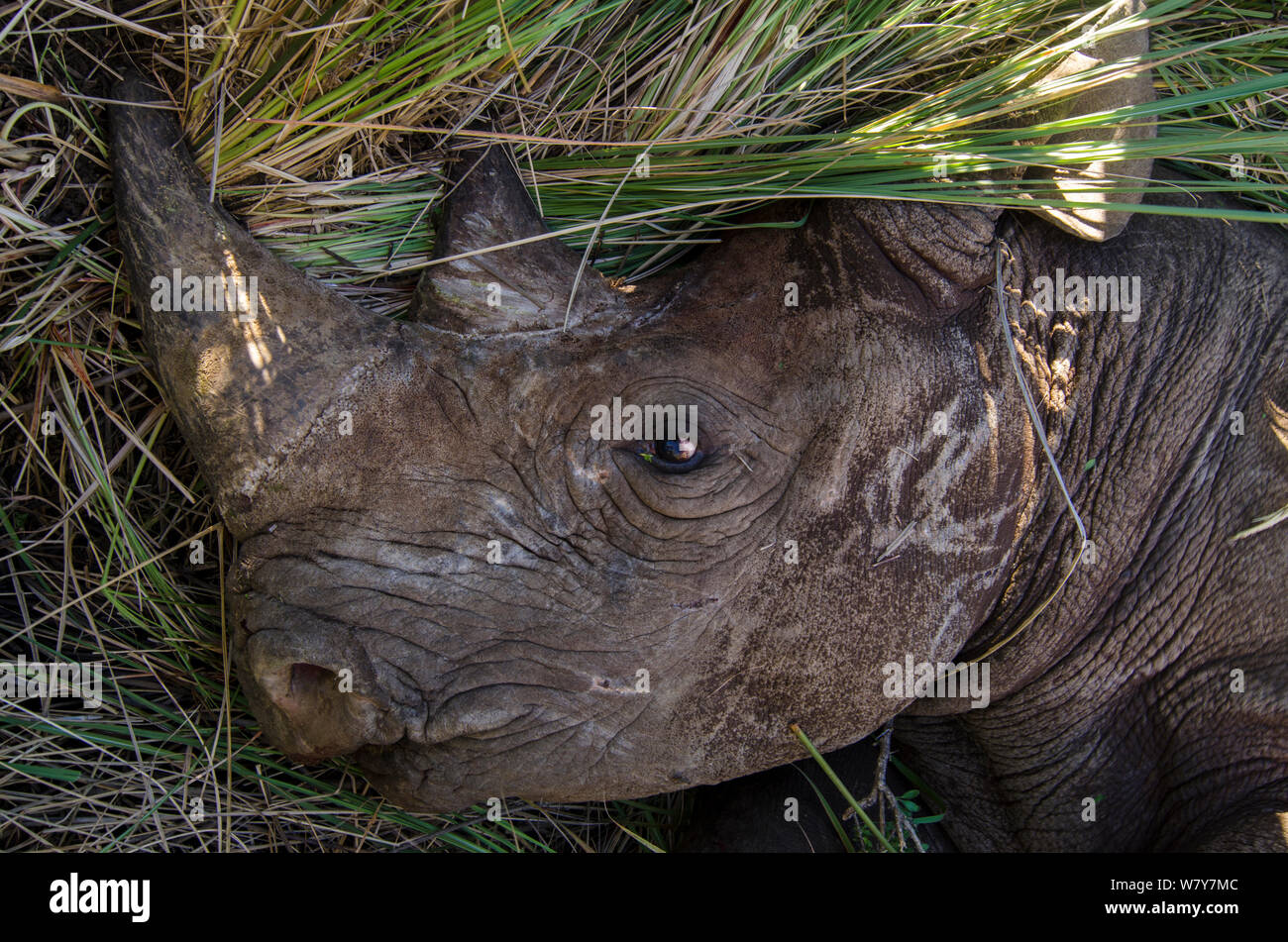 Schwarzes Nashorn (Diceros bicornis) für den Umzug nach Addo Elephant Park in Eastern Cape, Großen Karoo, Südafrika erfasst. Kritisch gefährdeten Arten. Stockfoto