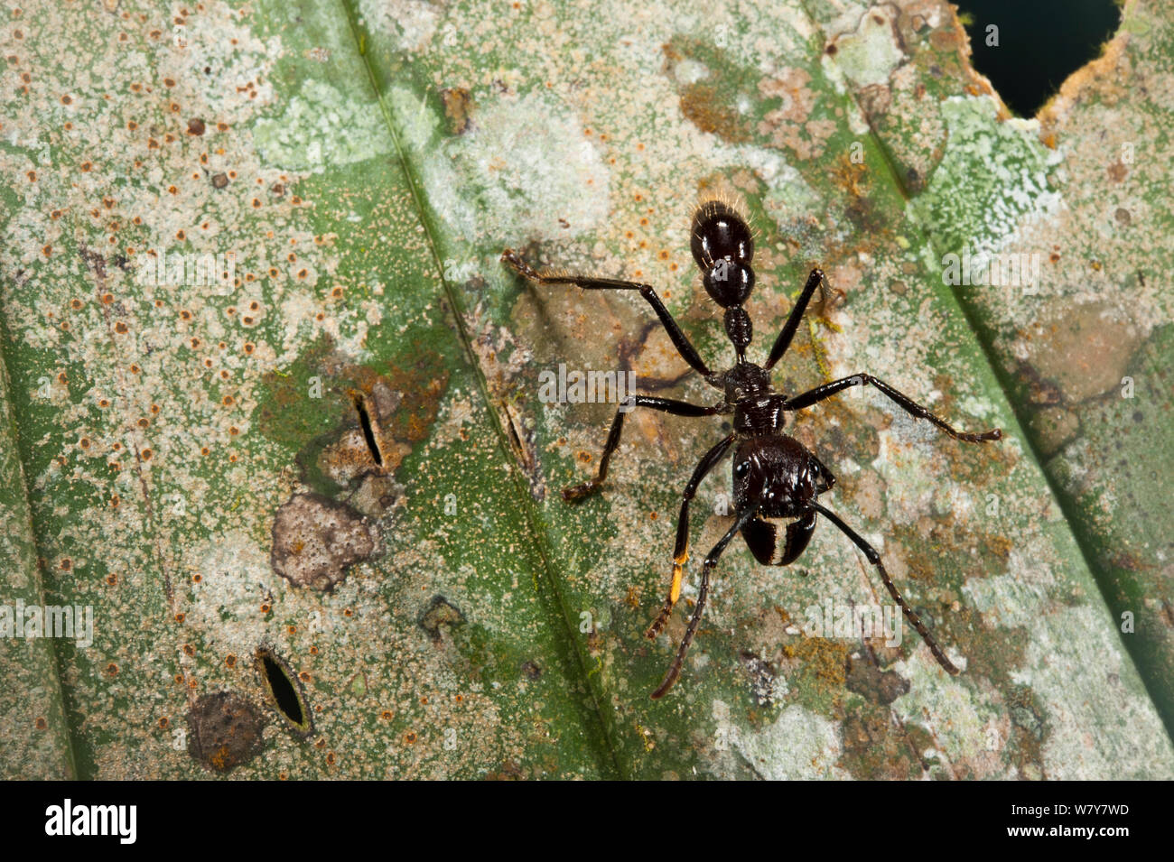 Conga Ant (Paraponera clavata) Yasuni Nationalpark, Amazonas Regenwald, Ecuador, Südamerika. Stockfoto