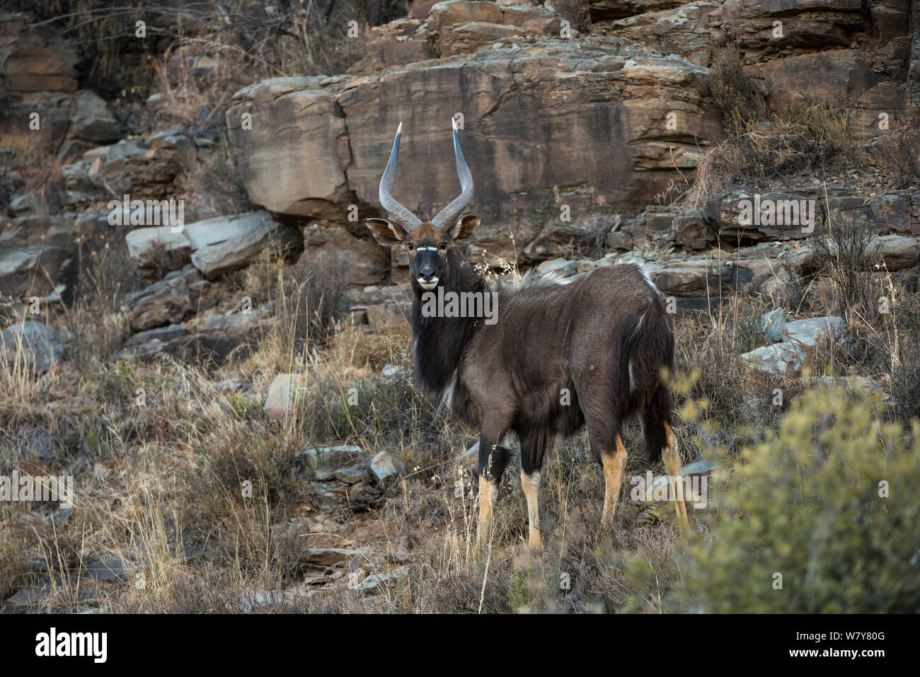 Nyala (Tragelaphus angasil) auf Private Game Ranch. Großen Karoo, Südafrika Stockfoto