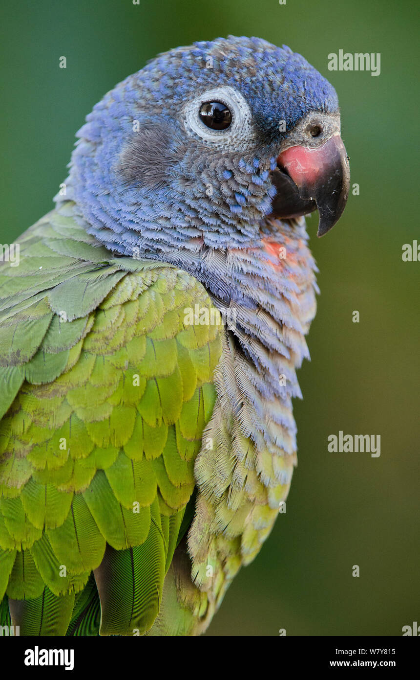 Blue-headed Parrot (Pionus Menstruus) unverlierbaren, beheimatet in Süd- und Mittelamerika. Stockfoto