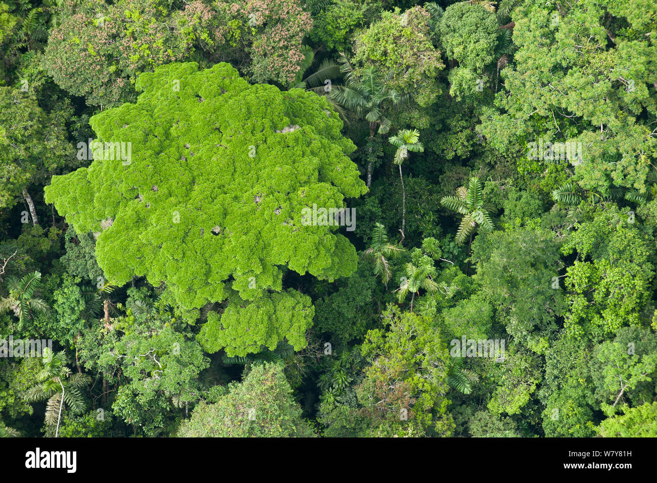 Luftbild des Regenwaldes. Yasuni Nationalpark, Amazonas Regenwald, Ecuador, Südamerika Stockfoto Luftbild des Regenwaldes. Yasuni Nationalpark, Amazonas Regenwald, Ecuador, Südamerika Stockfoto