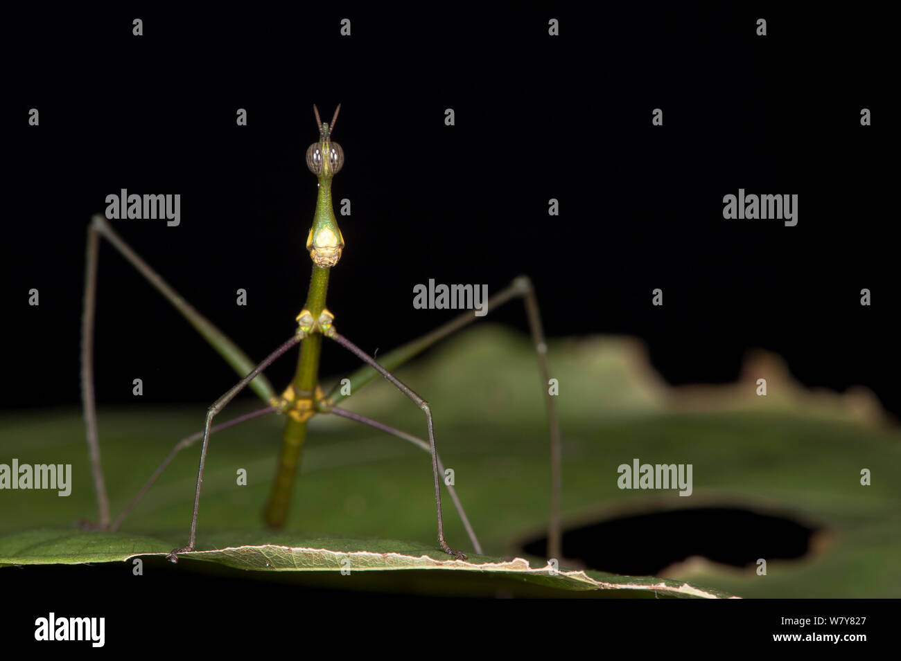 Springen Stick Insect (Apioscelis Bulbosa) weiblich. Yasuni Nationalpark, Amazonas Regenwald, Ecuador, Südamerika Stockfoto