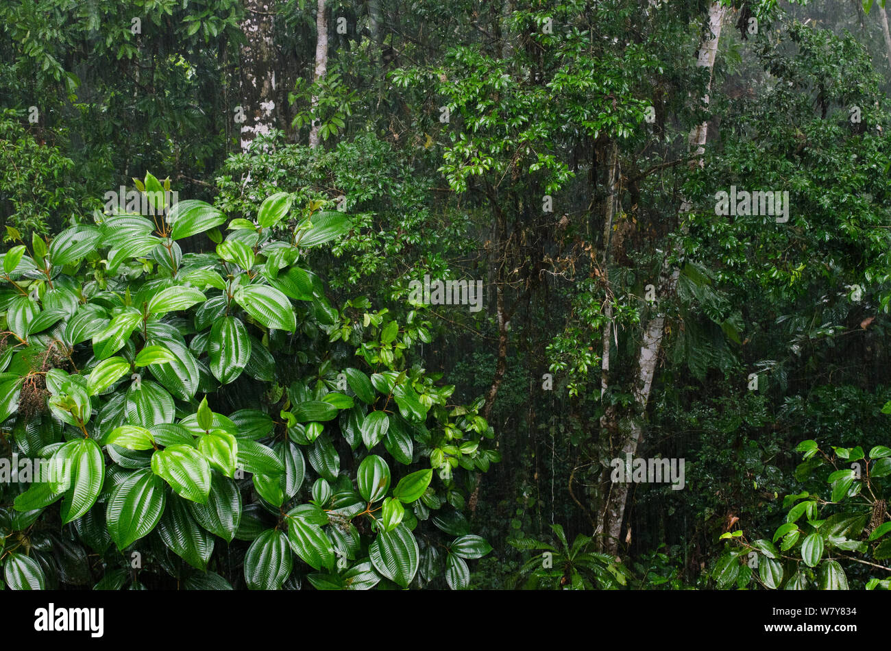 Regenwald bei Regen Sturm. Yasuni Nationalpark, Amazonas Regenwald, Ecuador, Südamerika Stockfoto Regenwald bei Regen Sturm. Yasuni Nationalpark, Amazonas Regenwald, Ecuador, Südamerika Stockfoto