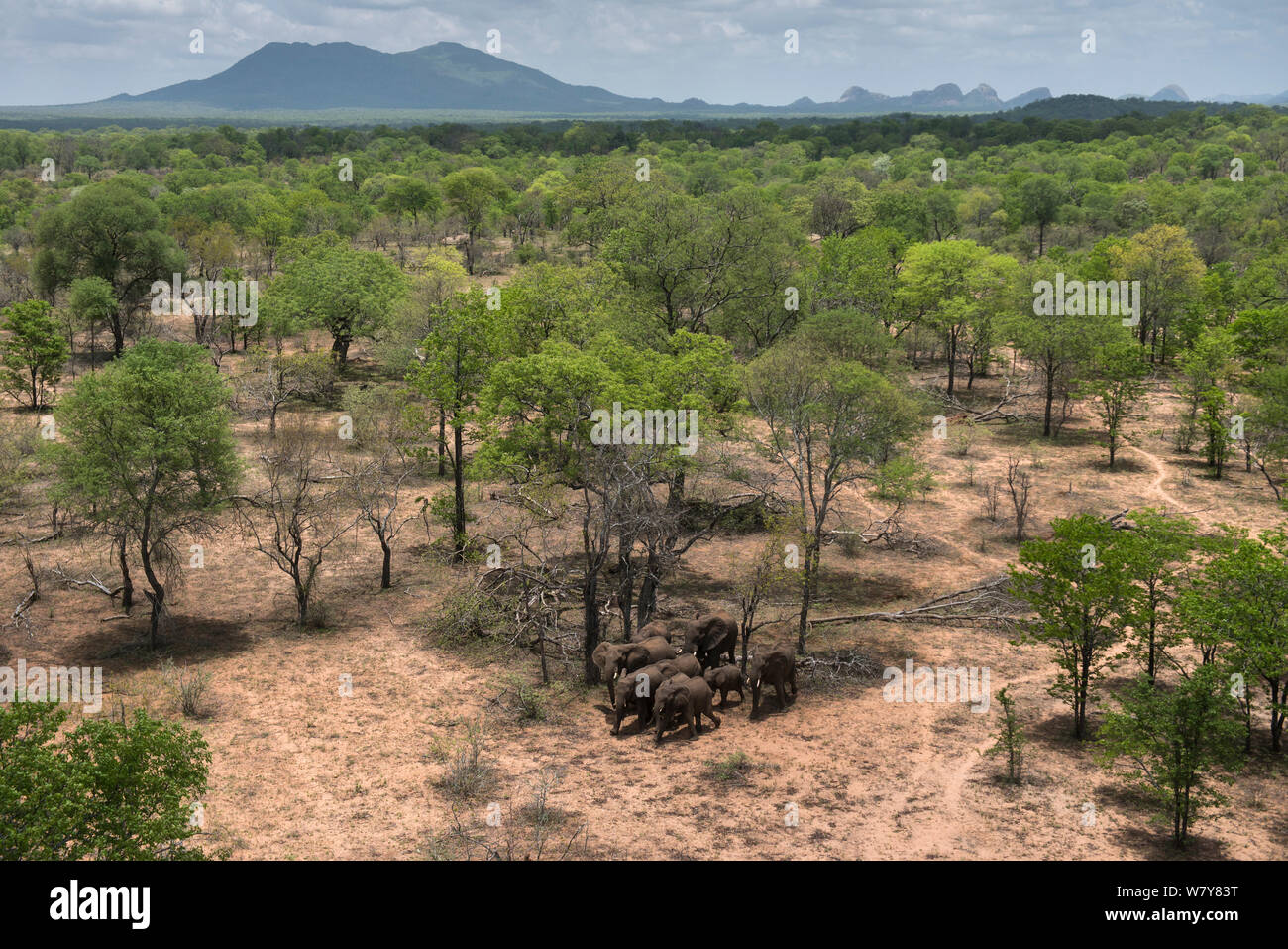 Luftaufnahme von Hubschrauber der Elefant (Loxodonta africana) Herde. Die Elefanten wurden über huschten zu der finden Sie von entronnen war. Simbabwe, November 2013. Stockfoto