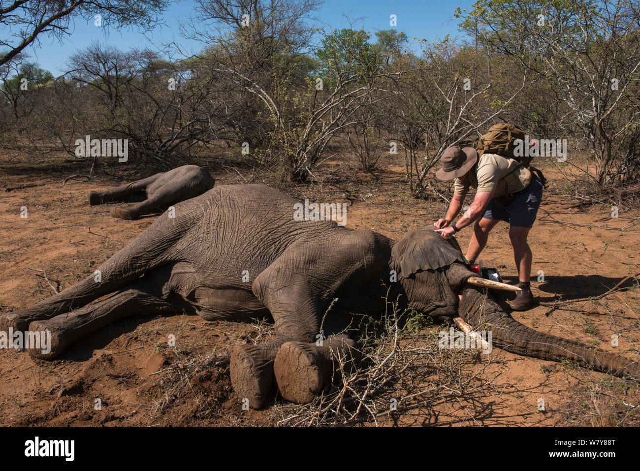 Mitglied der capture Team mit Tranquilized Elefanten (Loxodonta africana). Die Elefanten hatten von einem Hubschrauber stürzte, um die Reserve von entronnen war, der zurückgegeben werden soll. Simbabwe, November 2013. Stockfoto