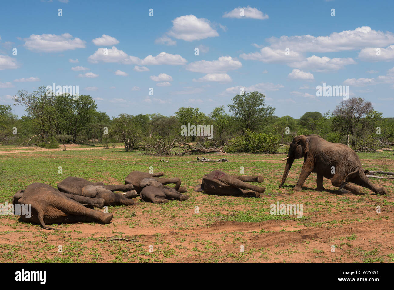 Tranquilized Elefanten (Loxodonta africana) Aufwachen nach der Verlagerung. Sie hatten von einem Hubschrauber stürzte und wurden der finden Sie geflohen waren, zurück. Simbabwe, November 2013. Stockfoto