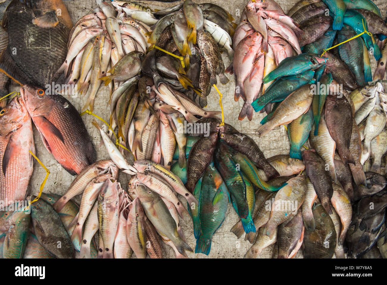 Gemischtes Riff Fische zum Verkauf, Suva Seafood Market, Viti Levu, Fidschi, South Pacific, April 2014. Stockfoto